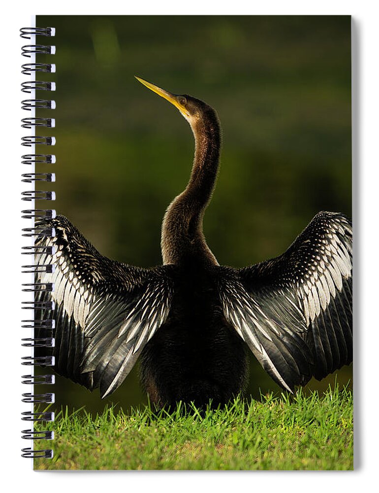 Birds Spiral Notebook featuring the photograph American Darter by Larry Marshall