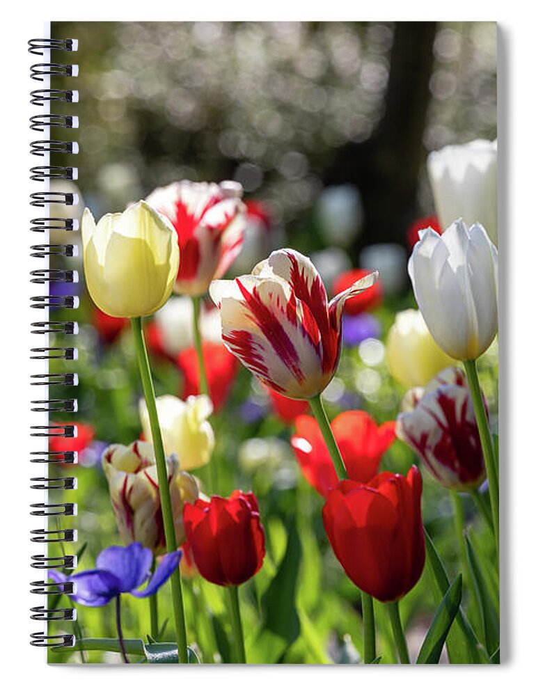 Tulips Spiral Notebook featuring the photograph American Garden by Lara Morrison