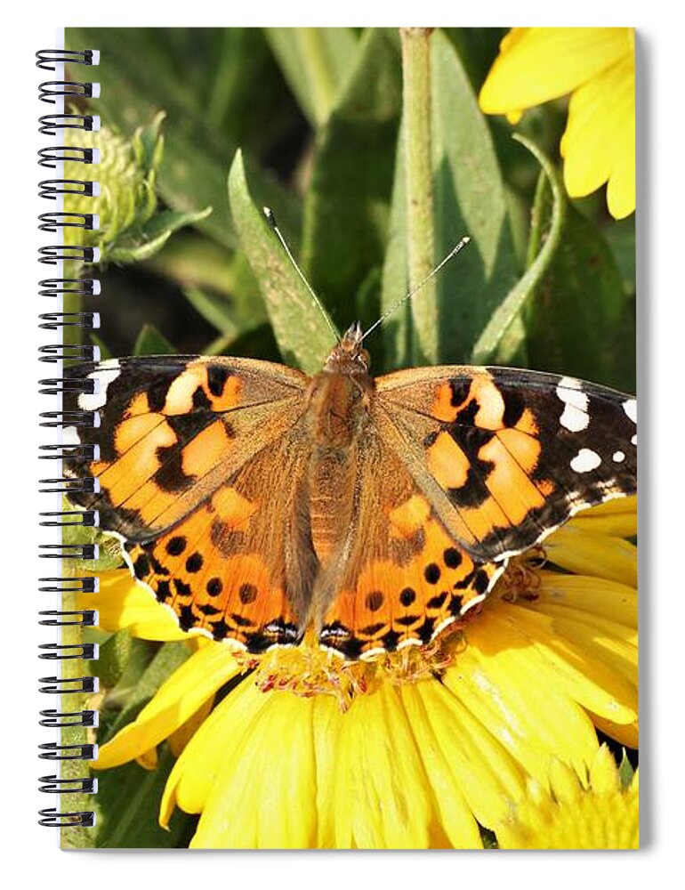 Nature Spiral Notebook featuring the photograph American Lady Butterfly on Yellow Gaillardia by Sheila Brown