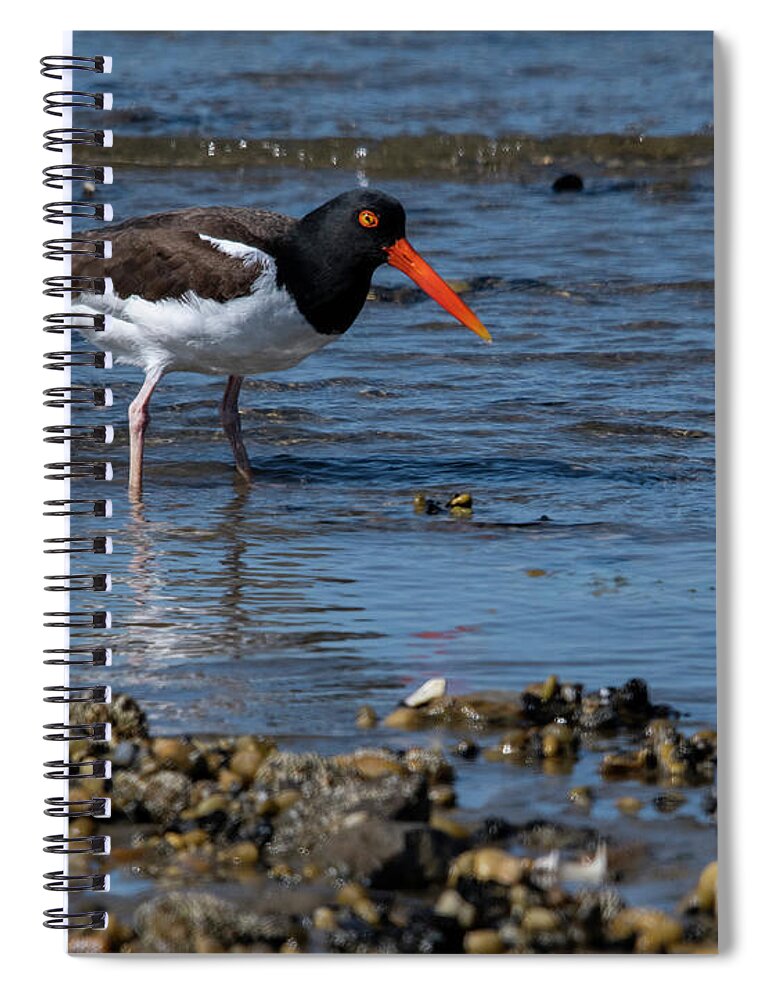 Shore Spiral Notebook featuring the photograph American Oystercatcher by Cathy Kovarik