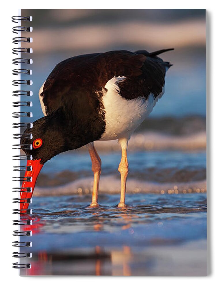 Birds Spiral Notebook featuring the photograph American Oystercatcher Sunrise by John F Tsumas
