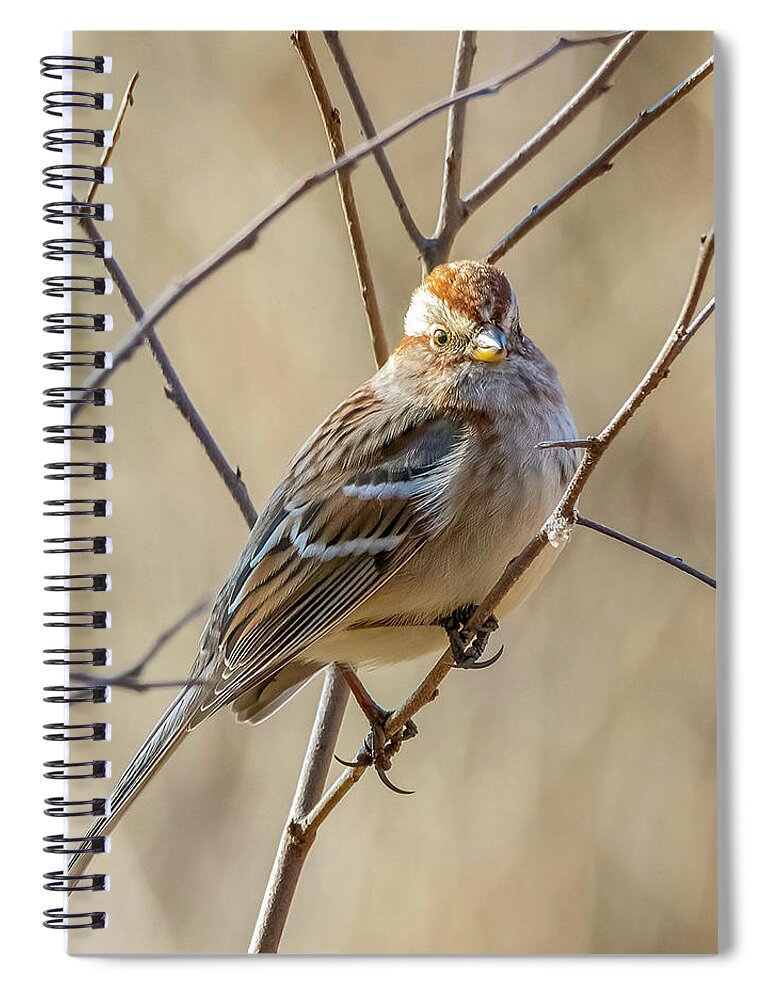 Birds Spiral Notebook featuring the photograph American Tree Sparrow by Ray Silva