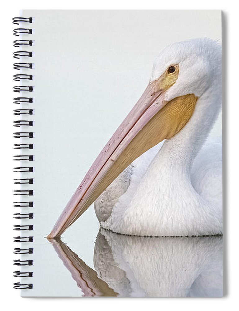 American White Pelican Spiral Notebook featuring the photograph American White Pelican 3829-112221-2 by Tam Ryan