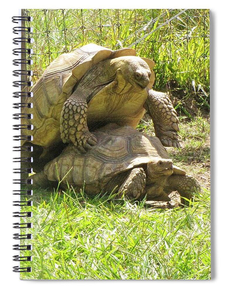Cryptodira Spiral Notebook featuring the photograph Amorous Tortoises by World Reflections By Sharon