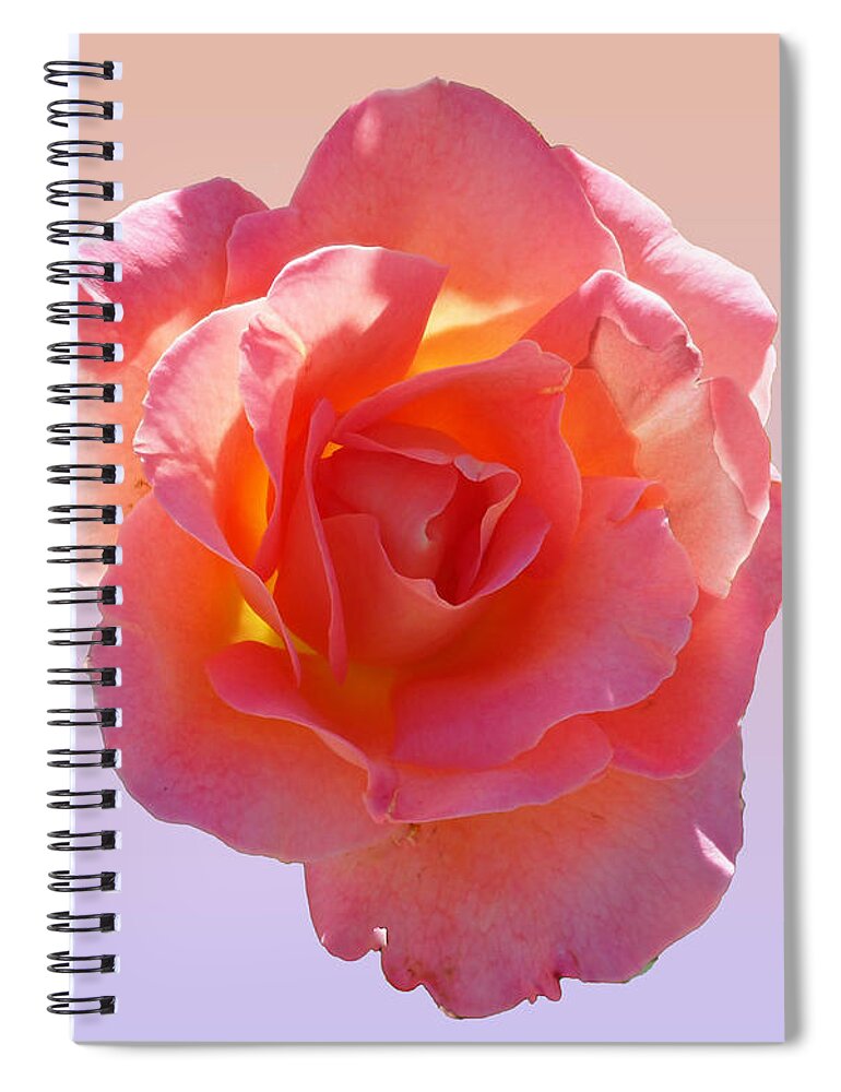 Rose Spiral Notebook featuring the photograph An Apricot and Pink Rose by L Bosco