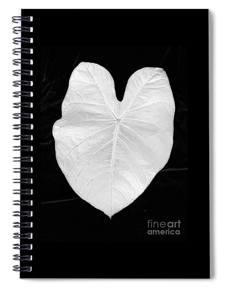Angel Spiral Notebook featuring the photograph Angels In Moonlight by Tiesa Wesen