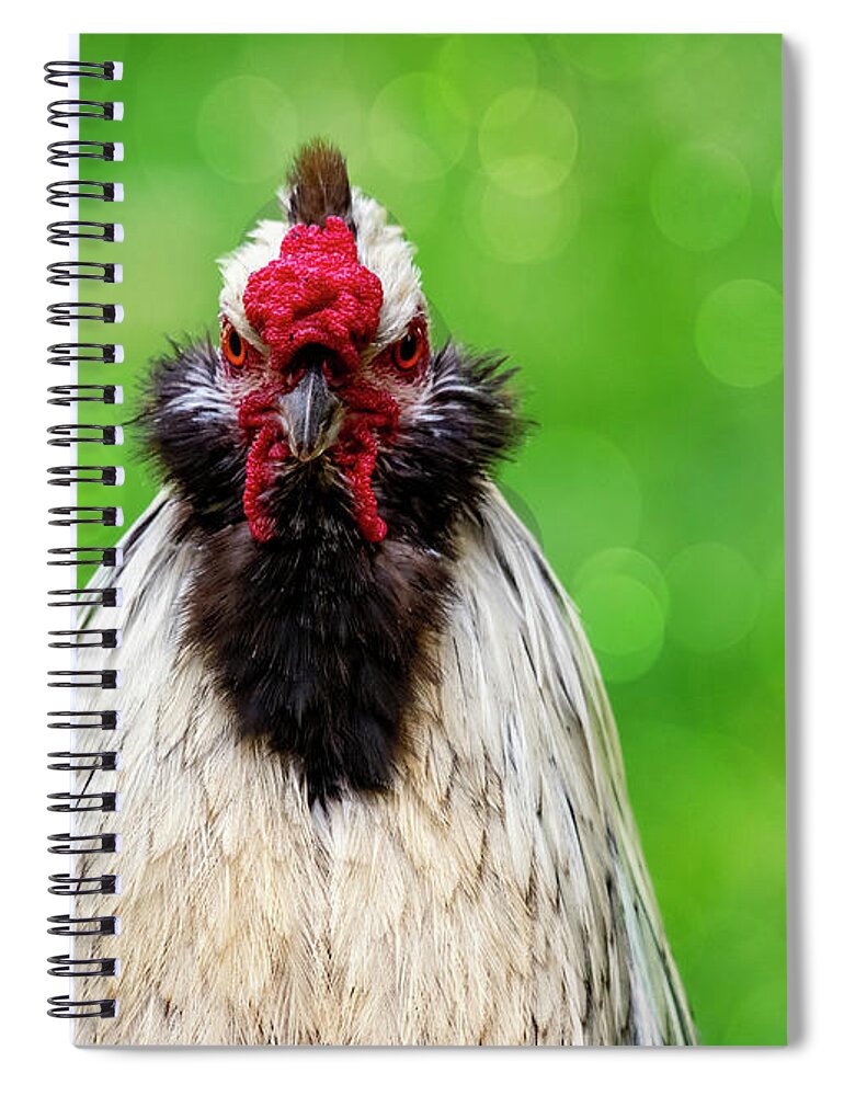 Bird Spiral Notebook featuring the photograph Angry Rooster by Cathy Kovarik