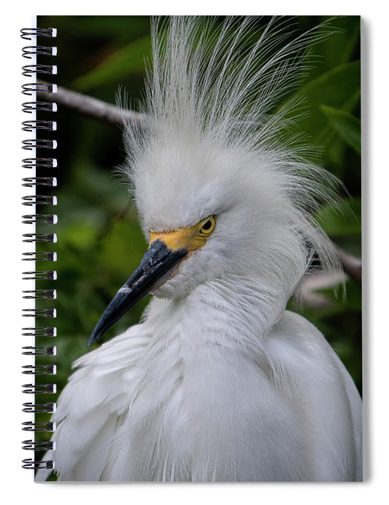 Mad Spiral Notebook featuring the photograph Angry Snowy Egret by Carolyn Hutchins