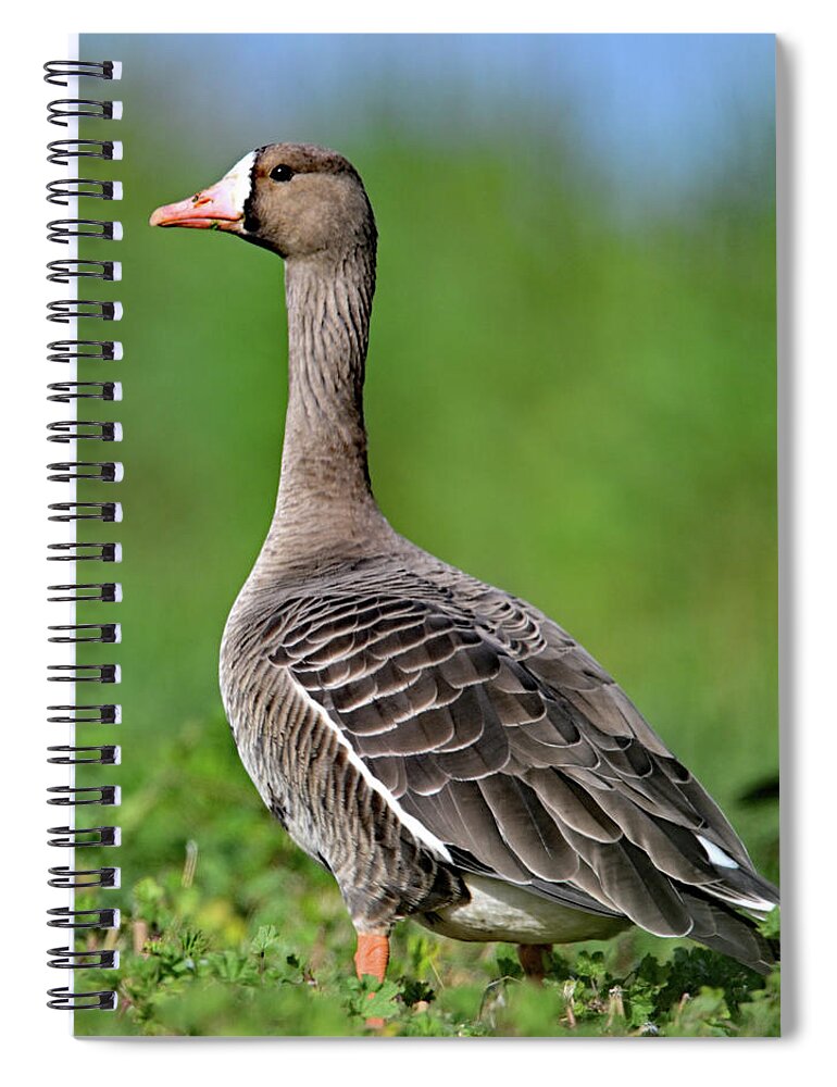  Greater White-fronted Goose Spiral Notebook featuring the photograph Anser albifrons aka white-fronted goose portrait by Amazing Action Photo Video