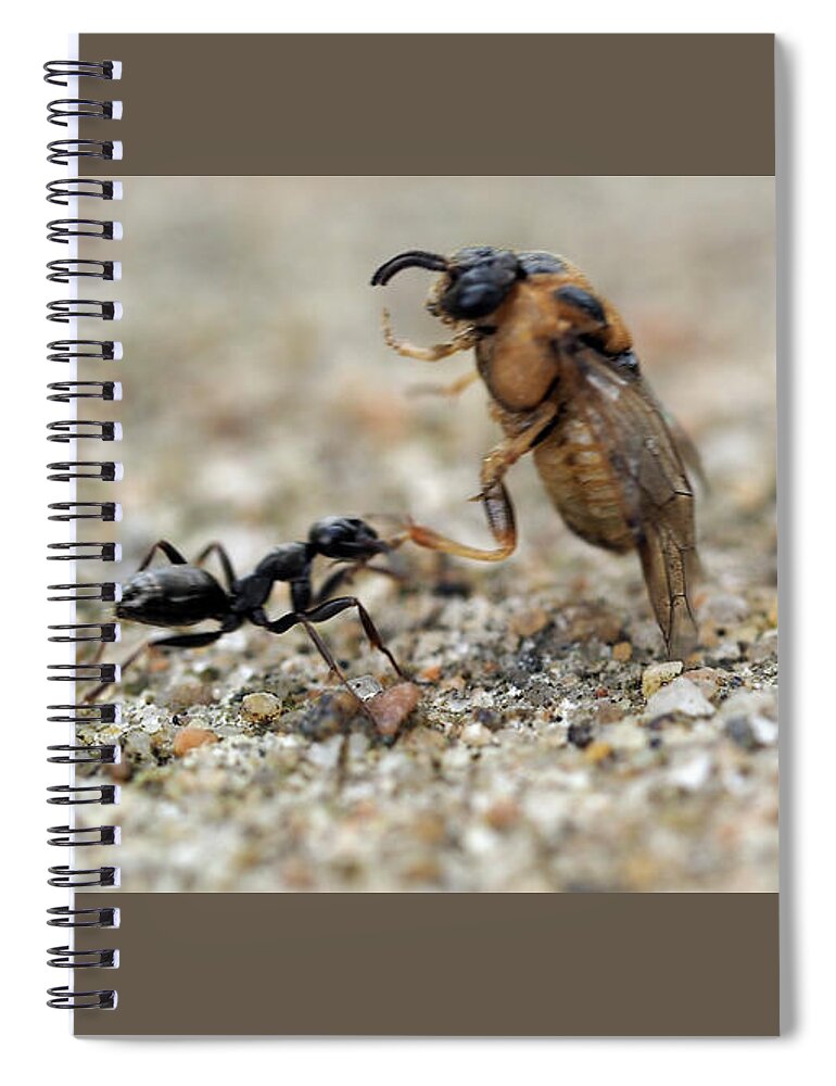 Ant Spiral Notebook featuring the painting Ant at work by Sv Bell