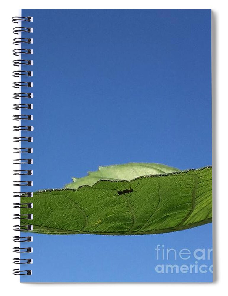Nature Spiral Notebook featuring the photograph Ant Traverses Leaf by Mary Kobet