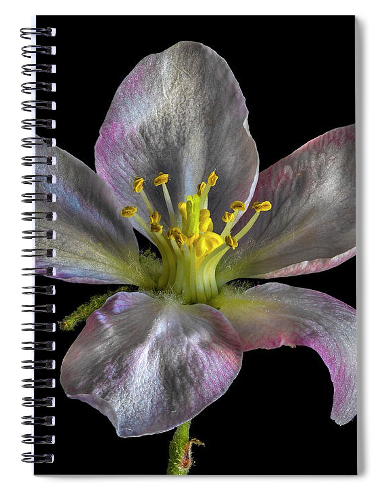 Apple Blossom Spiral Notebook featuring the photograph Apple Blossom 1 by Endre Balogh