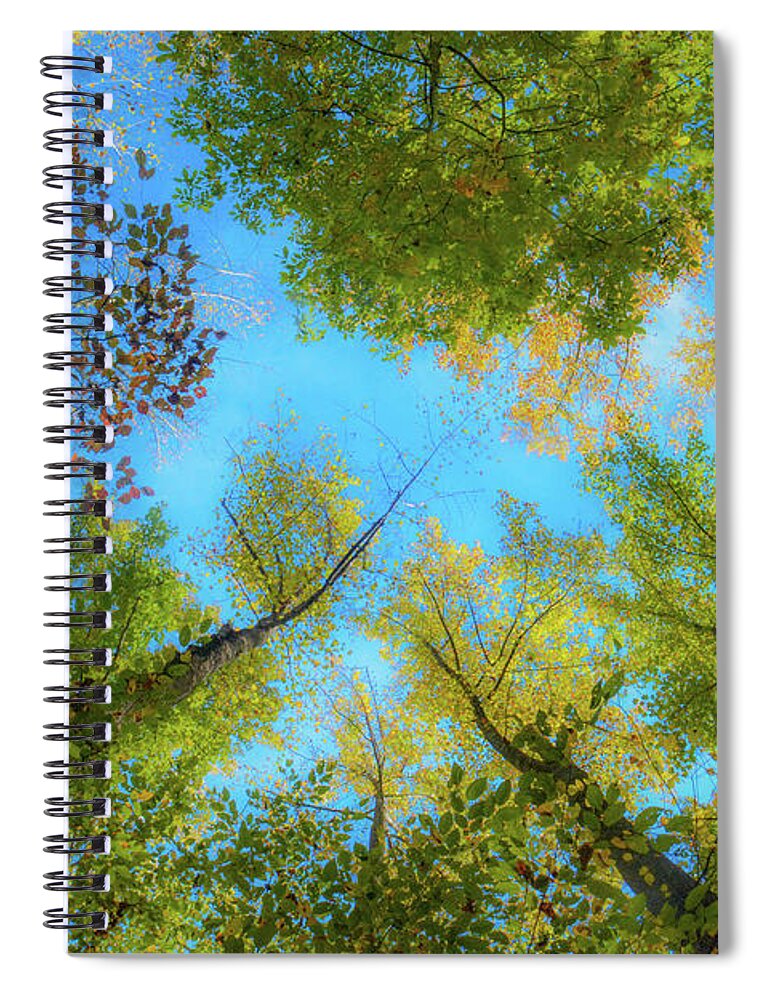 Trees Spiral Notebook featuring the photograph Arial by Addison Likins