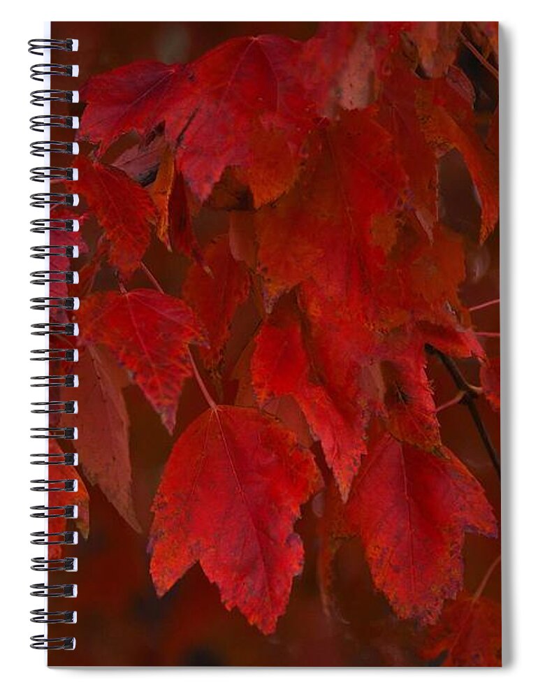 Arizona Autumn Colors Spiral Notebook featuring the digital art Arizona Autumn Colors by Tammy Keyes