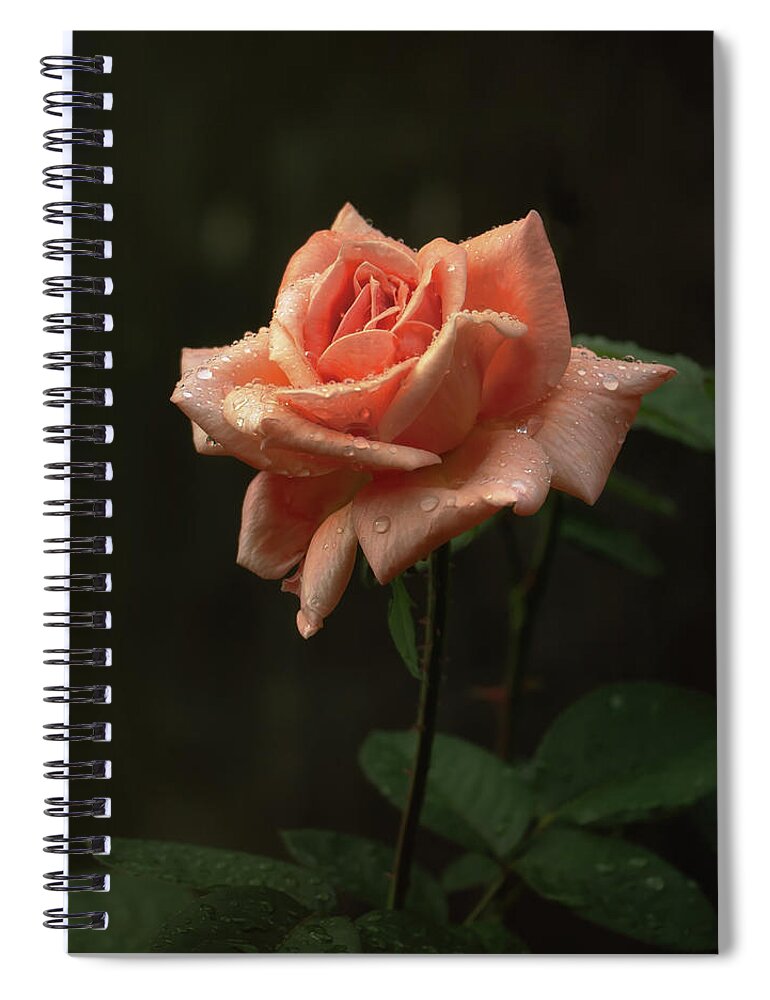 Roses Spiral Notebook featuring the photograph Arizona Sunset Rose by Elaine Malott