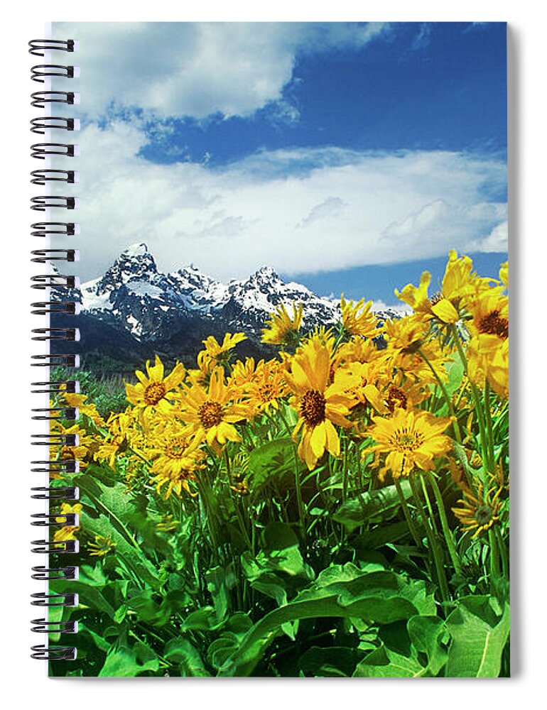 Dave Welling Spiral Notebook featuring the photograph Arrowleaf Balsamroot Grand Tetons National Park Wyoming by Dave Welling