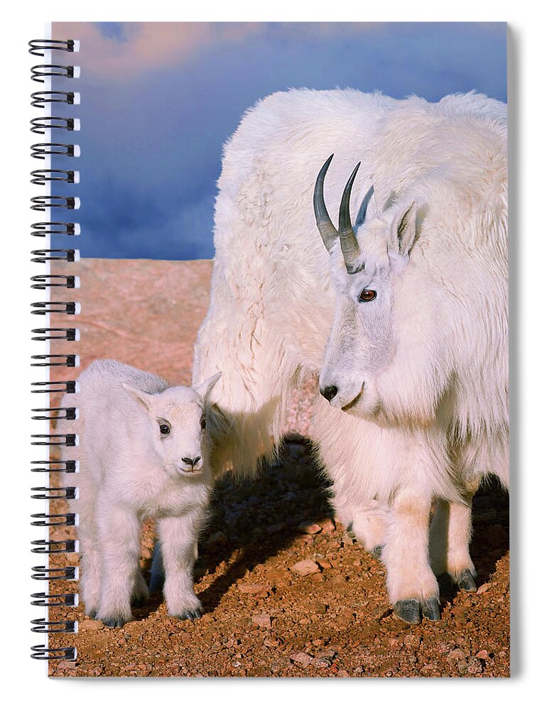 Olena Art Spiral Notebook featuring the photograph Above The Clouds. Mother and Kid - A young Rocky Mountain Goat stands inquisitively next to its Mom. by OLena Art