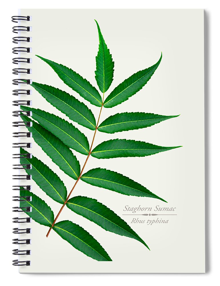 Leaves Spiral Notebook featuring the mixed media Staghorn Sumac by Christina Rollo