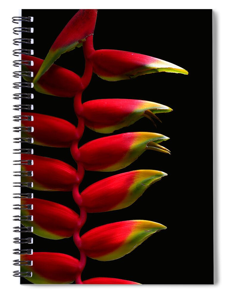 Budding Paradise2 Spiral Notebook featuring the photograph Budding Paradise 2 by Paul Davenport