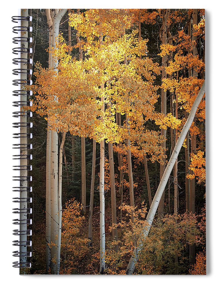 Scenics Spiral Notebook featuring the photograph Aspen Glow by Mary Lee Dereske