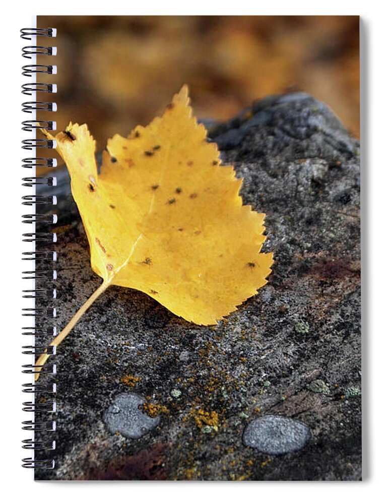 Yellow Spiral Notebook featuring the photograph Aspen Leaf on Rock by Kimberly Blom-Roemer