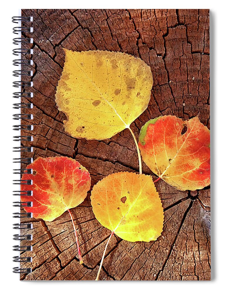 Colorado Spiral Notebook featuring the photograph Aspen leaves on a log by Bob Falcone