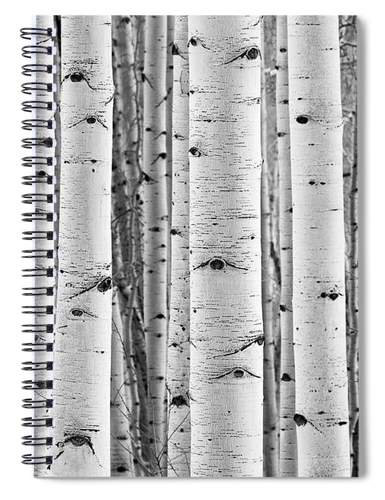 Aspen Spiral Notebook featuring the photograph Aspen Trunks In Black and White by Denise Bush