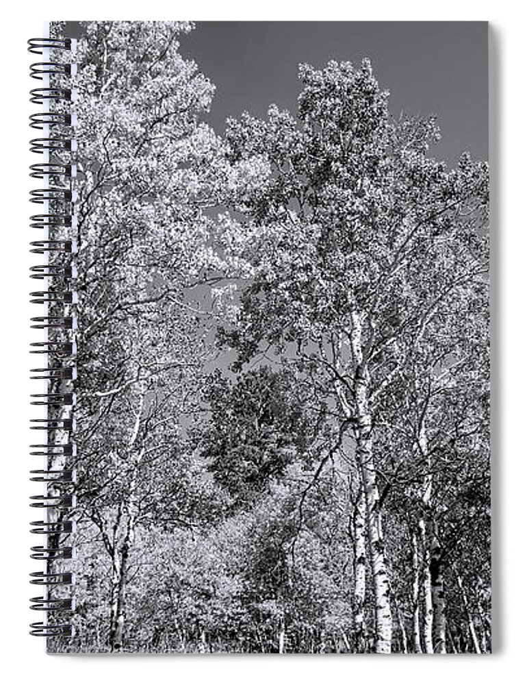 Aspen Trees Spiral Notebook featuring the photograph Aspens in Black Hills in fall by Cathy Anderson