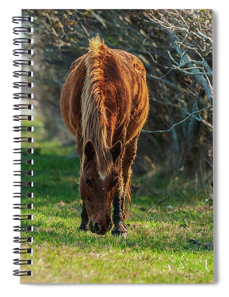 Assateague Ponies Spiral Notebook featuring the photograph Assateague Pony by Louis Dallara