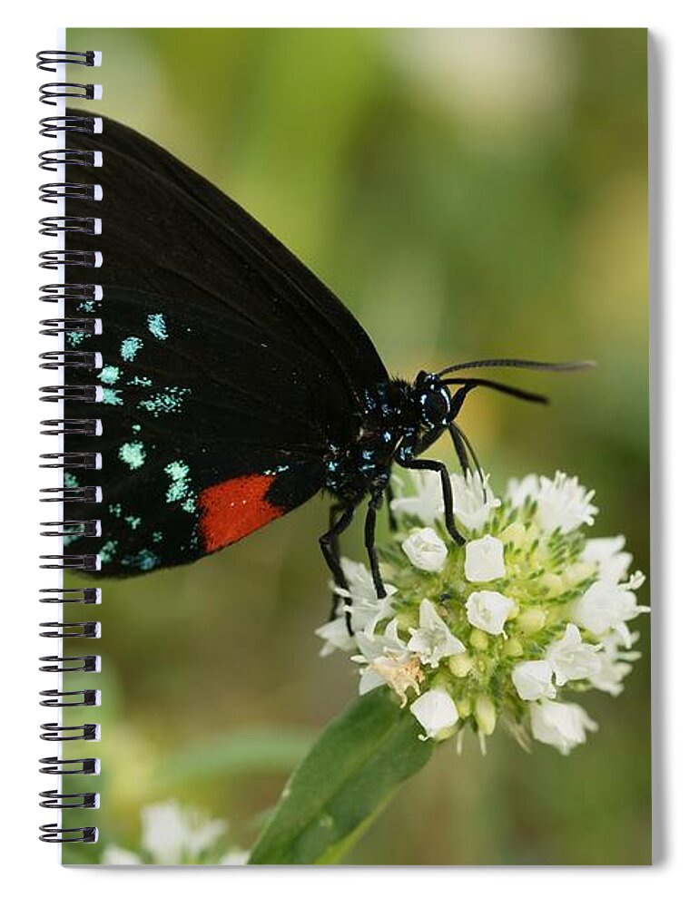 Butterfly Spiral Notebook featuring the photograph Atala Butterfly Nectaring by Bradford Martin