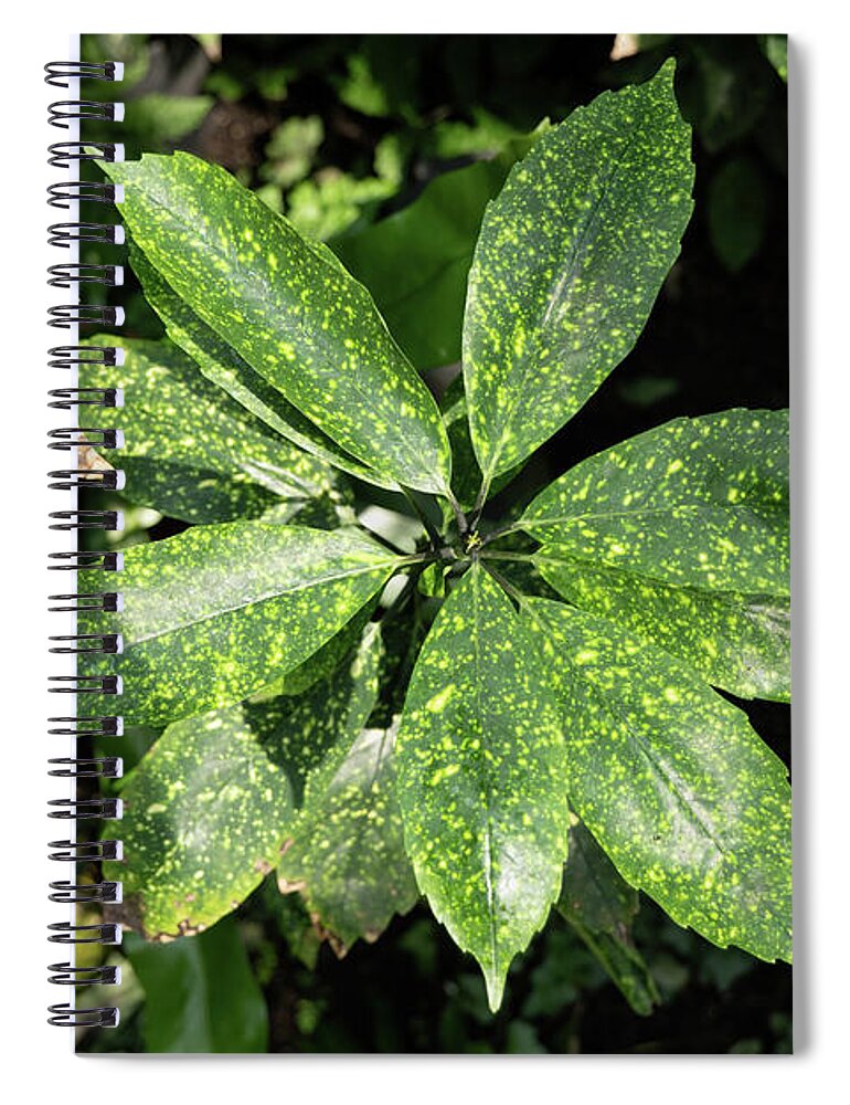 Aucuba Spiral Notebook featuring the photograph Aucuba Japonica Plant Leaves by Artur Bogacki