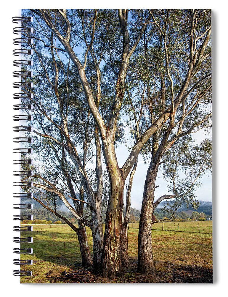 Australian Gum Trees Spiral Notebook featuring the photograph Australian Gum Trees by Vicki Walsh