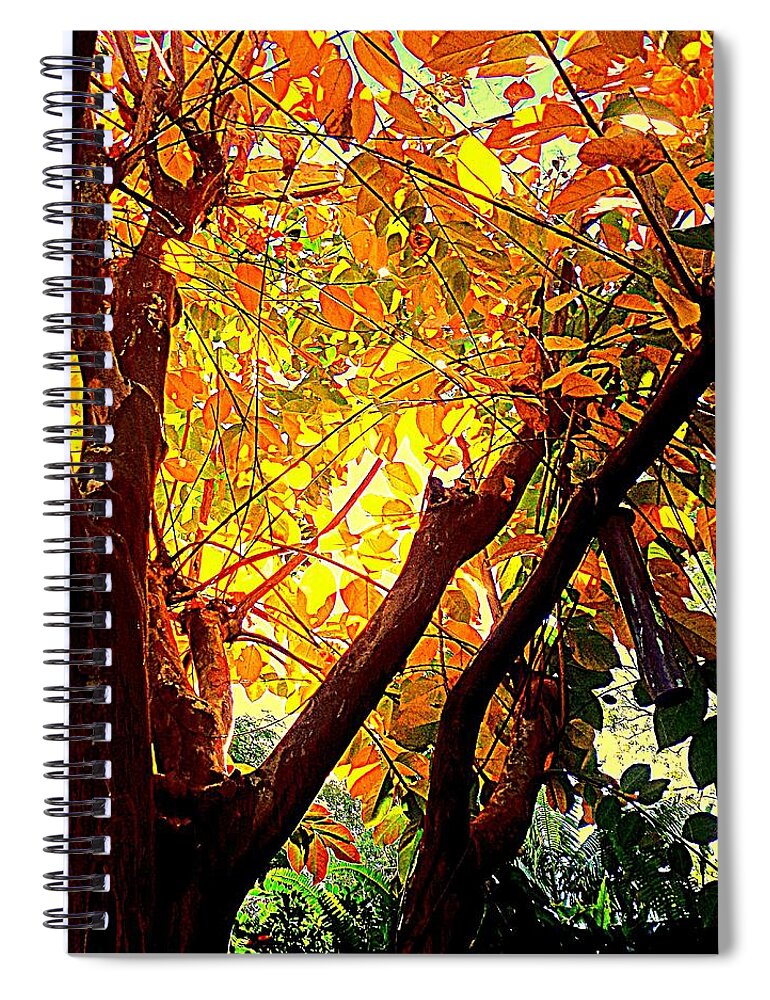 Sunrise Spiral Notebook featuring the photograph Autumn 22-Contre-jour by VIVA Anderson