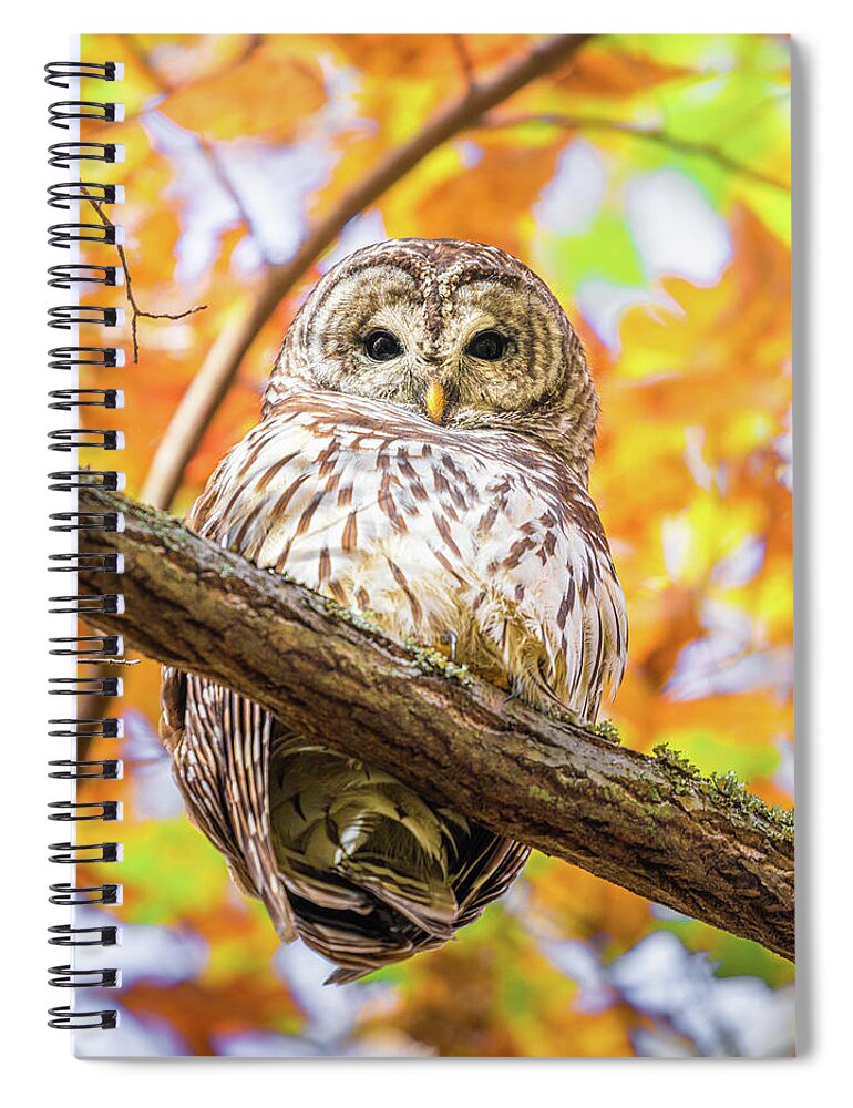 Barred Owl Spiral Notebook featuring the photograph Autumn Barred Owl by Jordan Hill