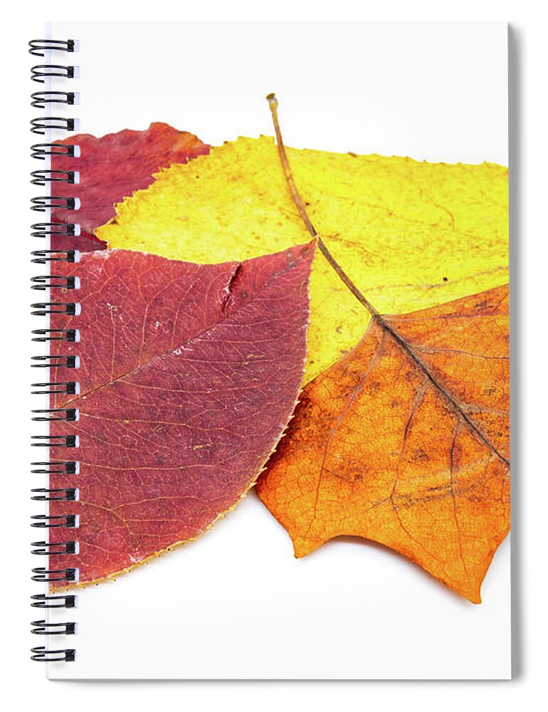 Autumn Spiral Notebook featuring the photograph Autumn leaves arrangement on white background by Viktor Wallon-Hars