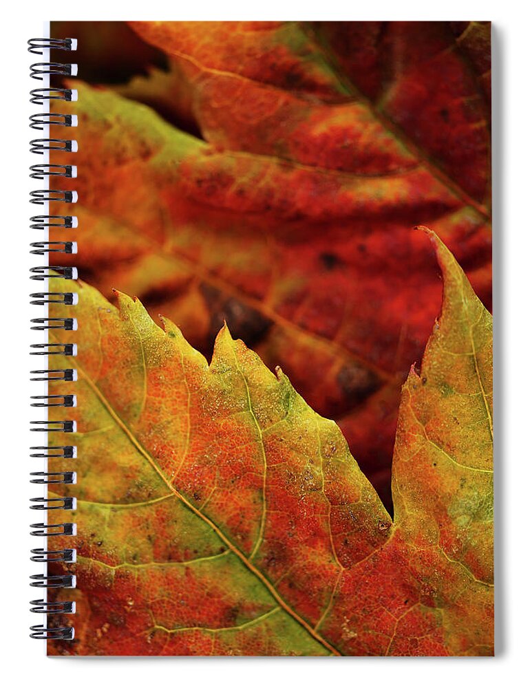Fall Spiral Notebook featuring the photograph Autumn Leaves by Bob Cournoyer