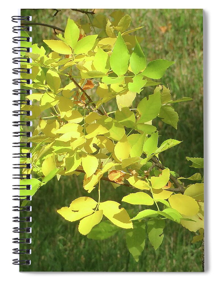 Fall Spiral Notebook featuring the photograph Autumn Light by Katie Keenan