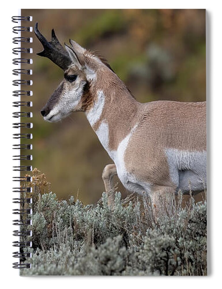 Pronghorn Spiral Notebook featuring the photograph Autumn Pronghorn. by Paul Martin