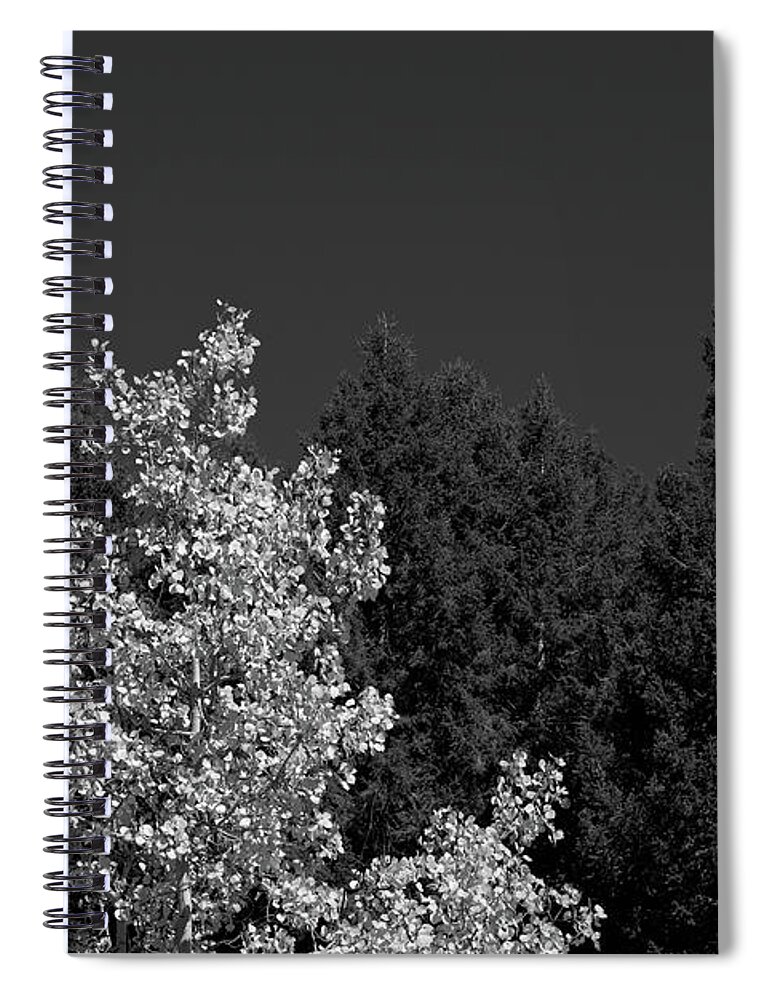 Tree Spiral Notebook featuring the photograph Autumn Splendor in BW by Kae Cheatham