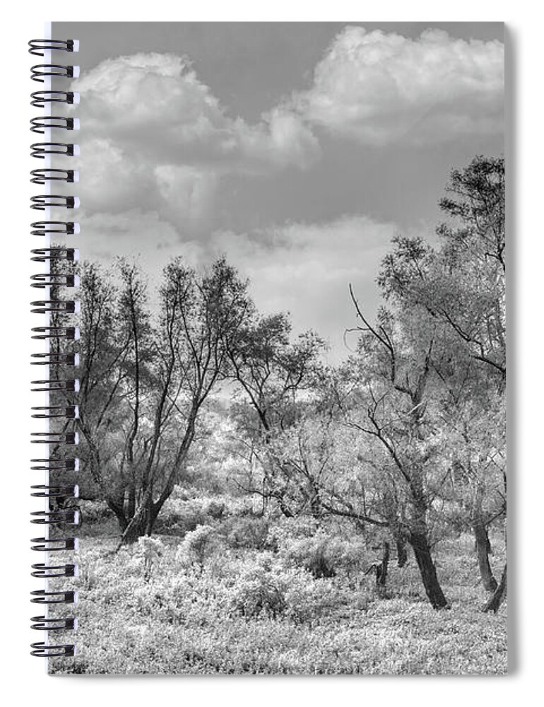 Carolina Spiral Notebook featuring the photograph Autumn Sunlight in the Meadow in Black and White by Debra and Dave Vanderlaan