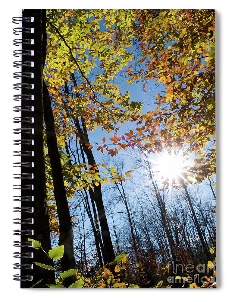 Nature Spiral Notebook featuring the photograph Autumn Sunstar 6 by Dorothy Lee