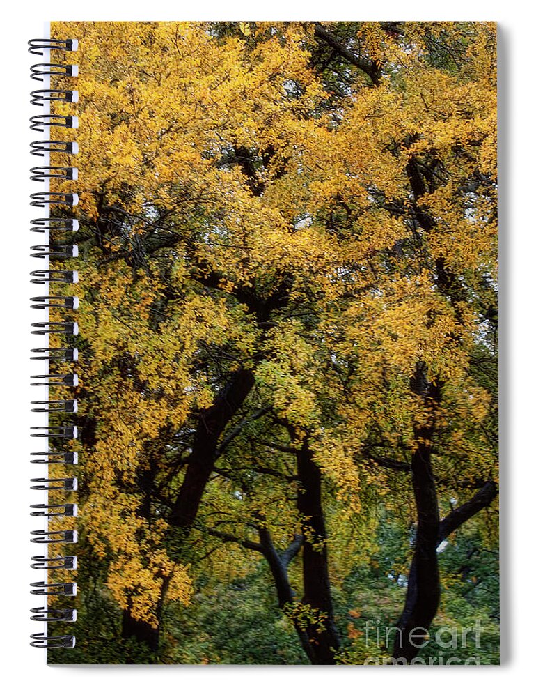 Trees Spiral Notebook featuring the photograph Autumn Tree by Joan Bertucci