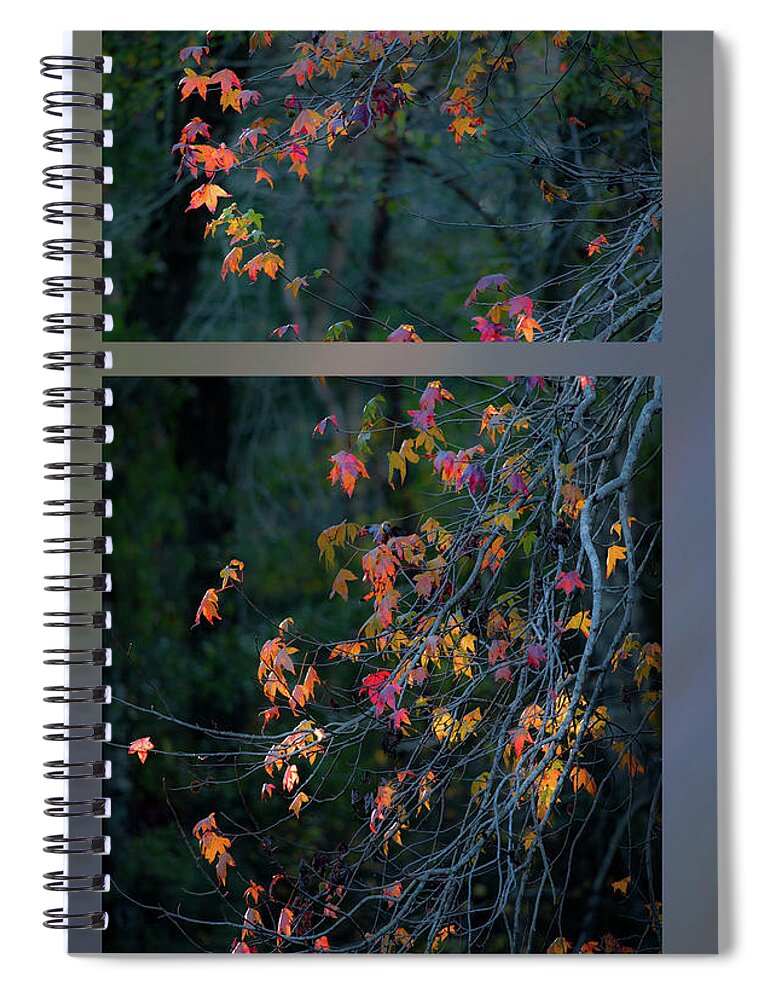 Liquidambar Spiral Notebook featuring the photograph Autumn tree by Karen Rispin