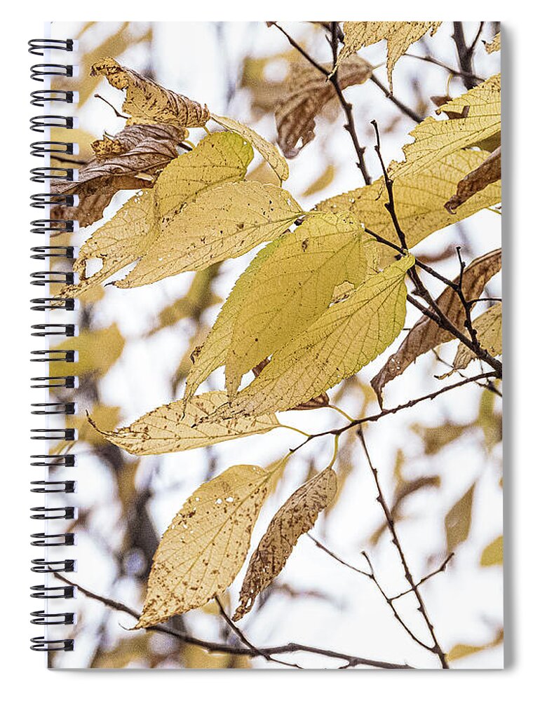 Autumn Yellow Leaves Spiral Notebook featuring the photograph Autumn Yellow Leaves by David Morehead