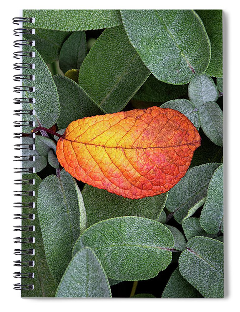 Autumnal Spiral Notebook featuring the photograph Autumnal leaf in a sage bush by Bernhard Schaffer