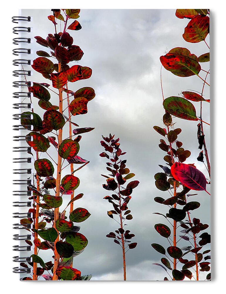 Smoke Tree Spiral Notebook featuring the photograph Autumnal No. 1 - Smoke Tree with Frontal Passage Sky by Steve Ember