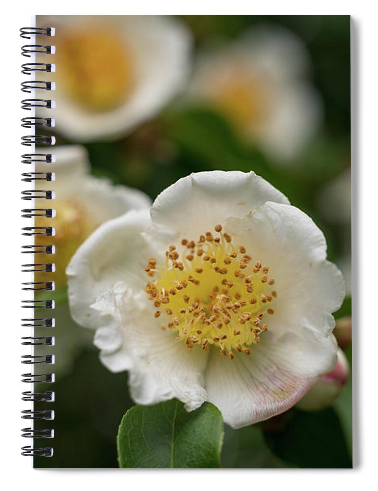 Tree Spiral Notebook featuring the photograph Awoken by Margaret Pitcher