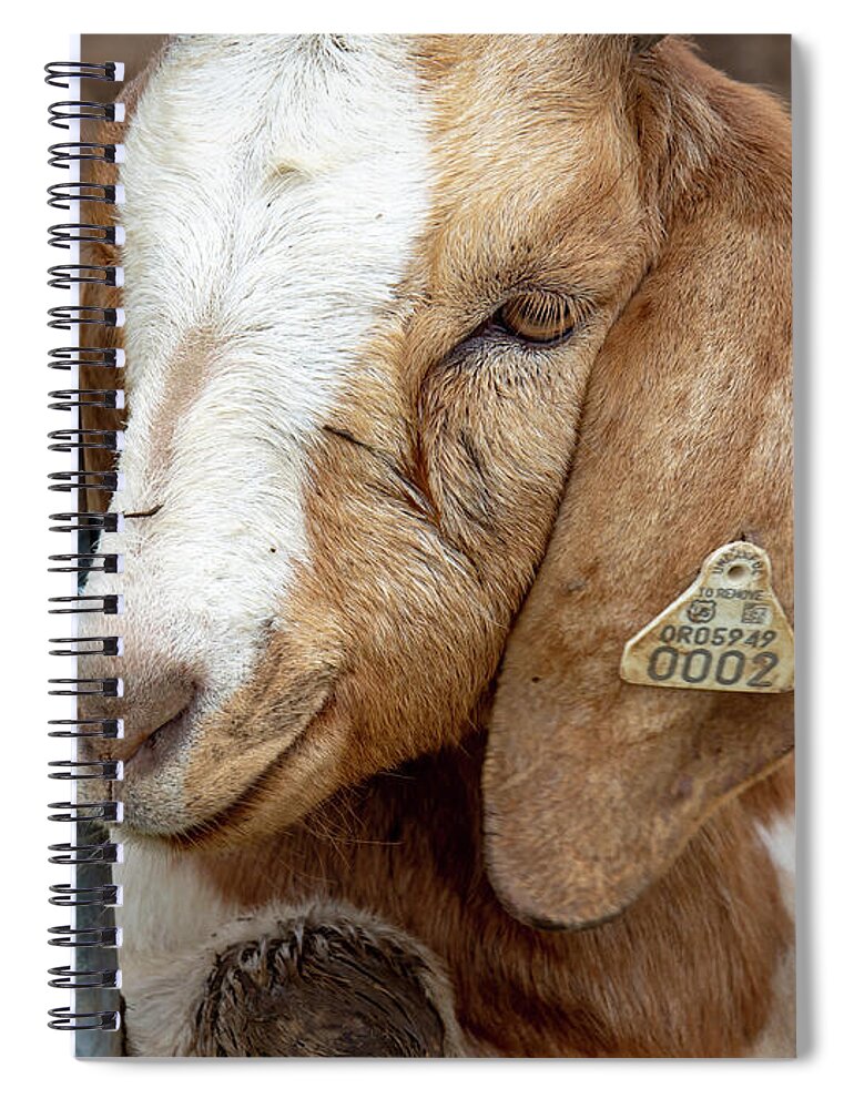 Goat Spiral Notebook featuring the photograph Awwww by Leslie Struxness