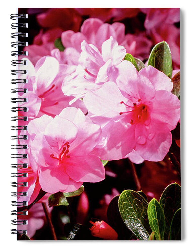 Pink Spiral Notebook featuring the photograph Azalea Bush by Steven Nelson