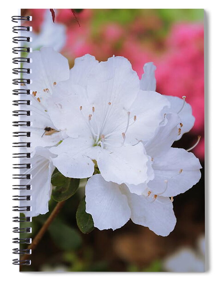 Azaleas Spiral Notebook featuring the photograph Azaleas in Turtle Creek by Diana Mary Sharpton